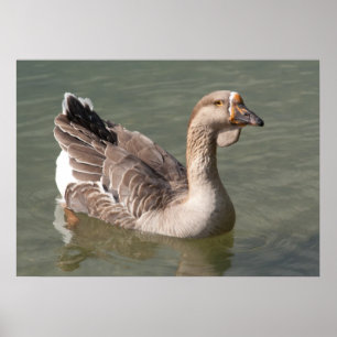 Toulouse Goose Poster