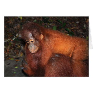 Tour de ferroutage de mère d'orang-outan au Bornéo