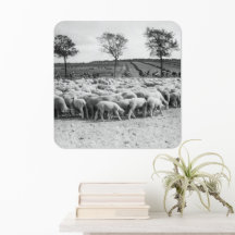 Tour de France Peloton Passage d'un troupeau de mo