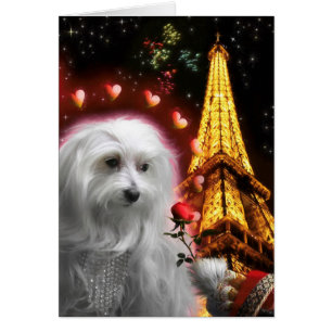 Tour Eiffel de Chien maltais AMOUREUX DE NOUVEAU