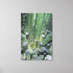 Tourmaline Elbaite crystals on Quartz Canvas Print