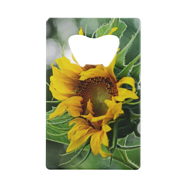 Tournesol (Devant)