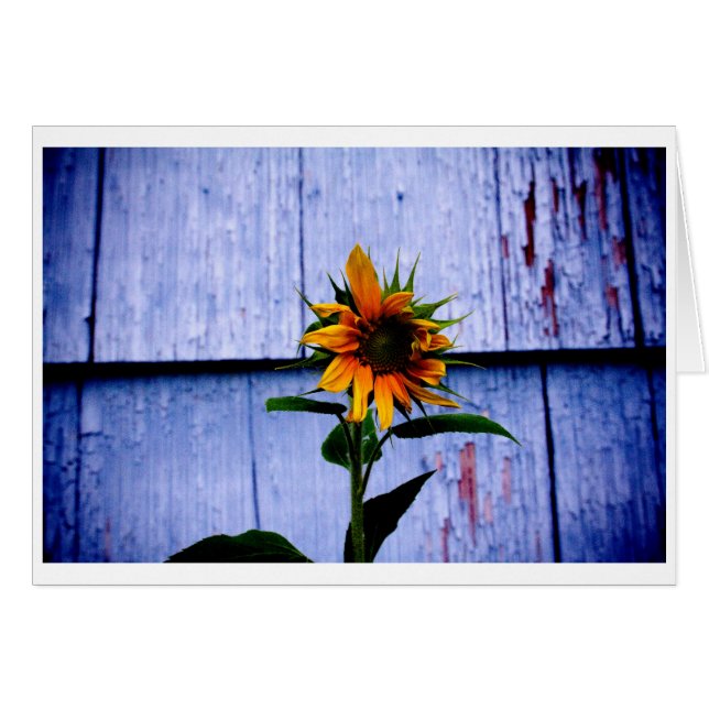 Tournesol (Devant horizontal)
