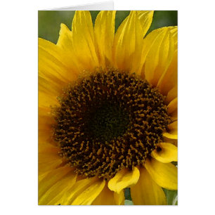 Tournesol