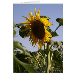 Tournesol