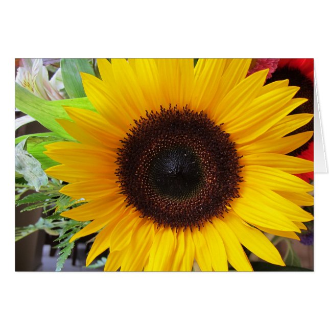 Tournesol (Devant horizontal)