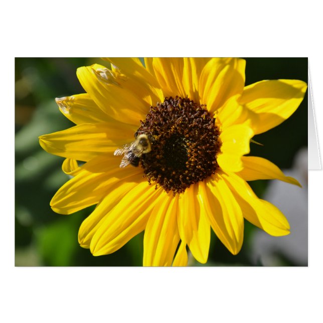 Tournesol (Devant horizontal)