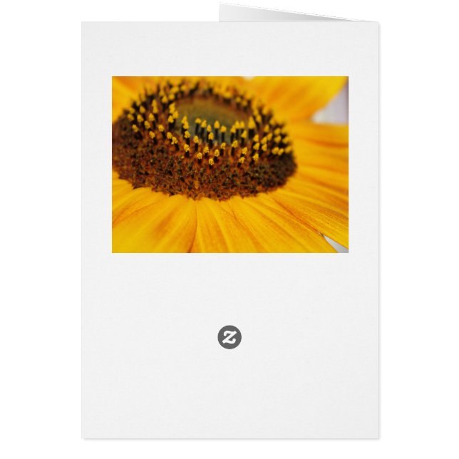 Tournesol (Dos)