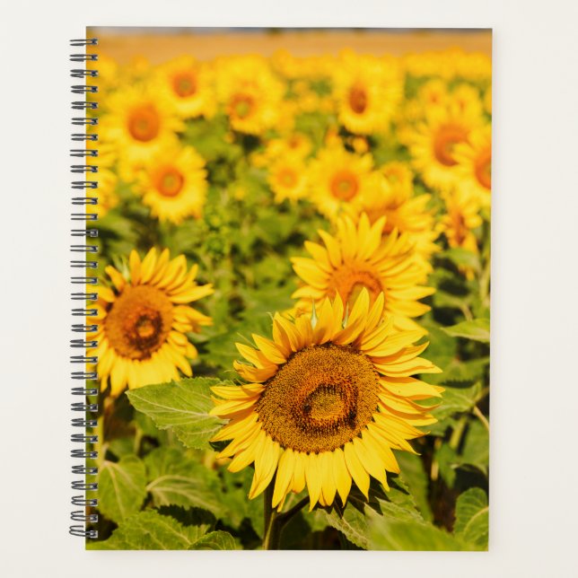 Tournesol cadeau à thème pour l'amoureux du voyage (Devant)