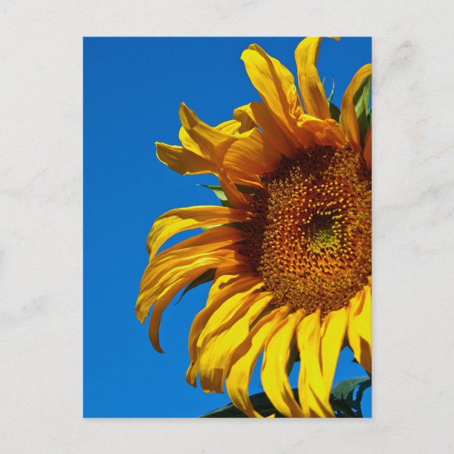 Tournesol - Carte postale (Devant)