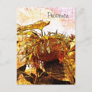 tournesol, carte postale de provence