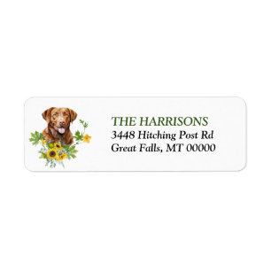 Tournesol Chesapeake Bay Retriever Chien Retour