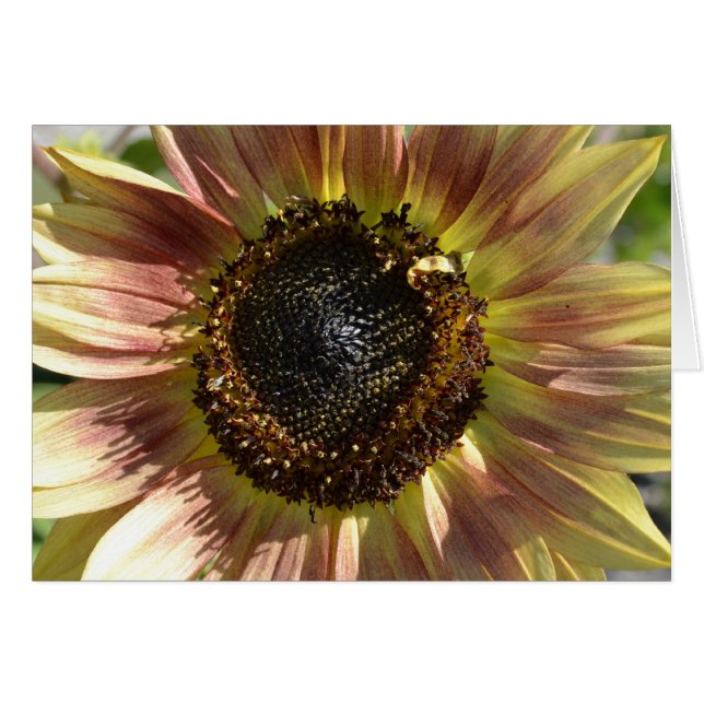 Tournesol dans la carte d'automne (Devant horizontal)