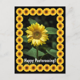 Tournesol de croisement - Carte postale