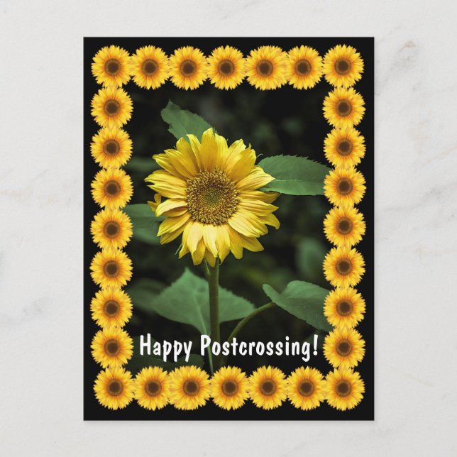 Tournesol de croisement - Carte postale (Devant)