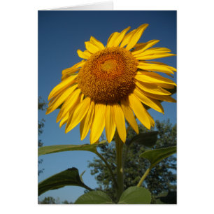 Tournesol du matin