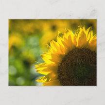 Tournesol Élégance Carte Postale