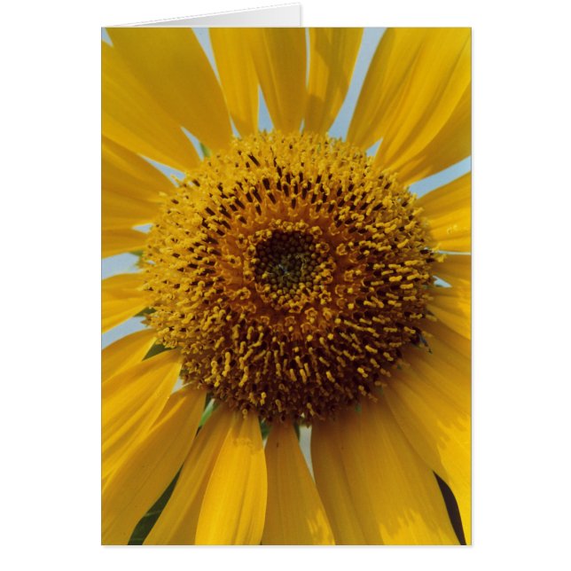 Tournesol ensoleillé - fin jaune géante de centre (Devant)