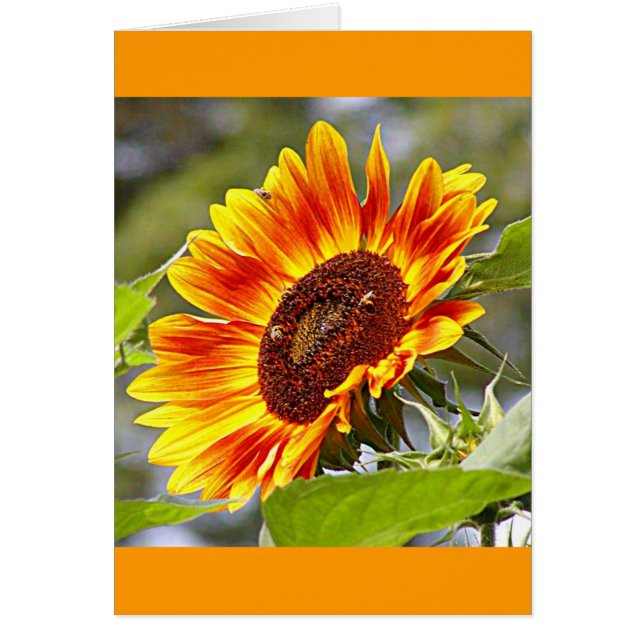 Tournesol et abeilles (Devant)