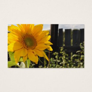 Tournesol et barrière