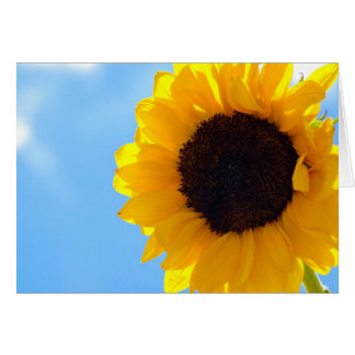 Tournesol et ciel