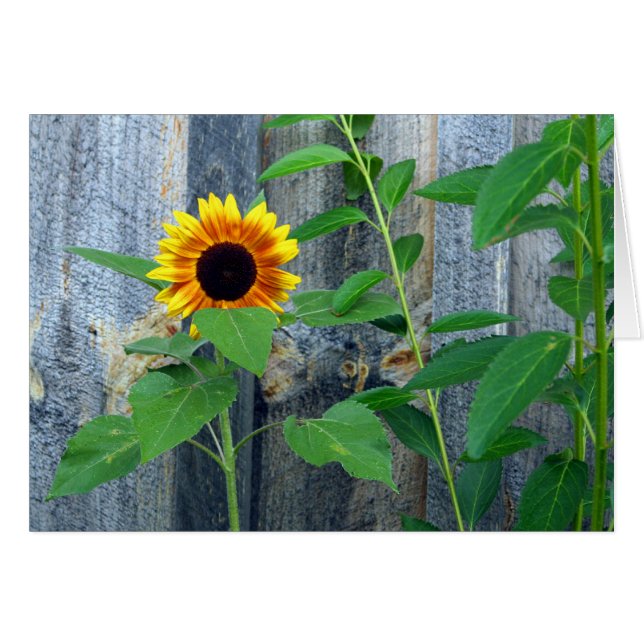 Tournesol et mur en bois (Devant horizontal)