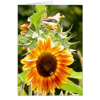 Tournesol et oiseau et abeille jaunes