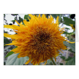 Tournesol gentil à croquer