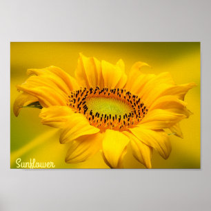 Tournesol Jaune Clair Art Mural Mat