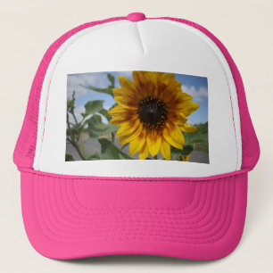Tournesol Jaune Doré, Casquette de camionnettes
