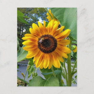 Tournesol jaune joyeux avec carte postale