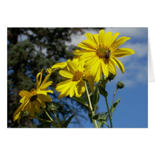 tournesol n bourdon