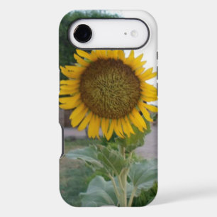 Tournesol Naturel à Couper le Souffle Rayonnemen