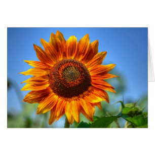Tournesol orange brillant