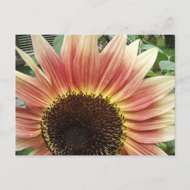 Tournesol rose 51 ~ carte postale (Devant)