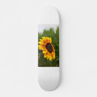 Tournesol Skateboard