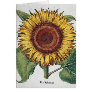Tournesol Vintage Damas Fleur Art