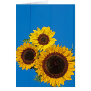 Tournesols contre clôture bleue