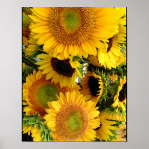 Tournesols Jaunes Jaunes Poster Décor
