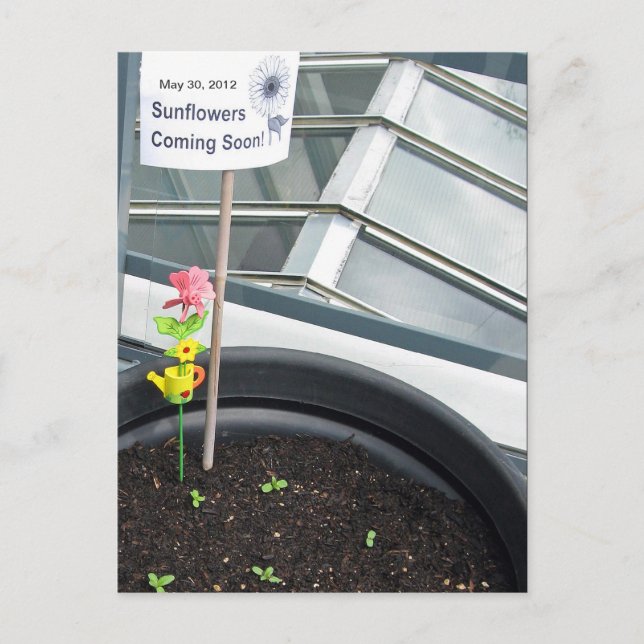 Tournesols le mai 30, 2012 Carte postale (Devant)