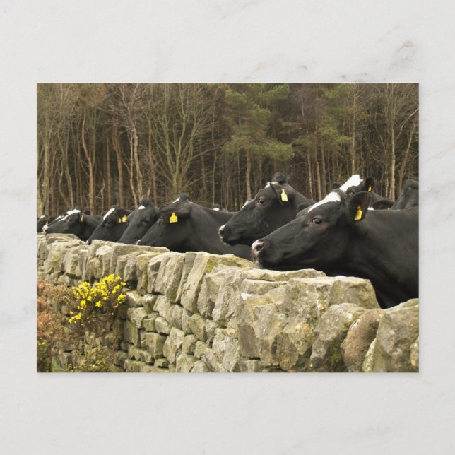 Tout dans une carte postale de ligne (Devant)