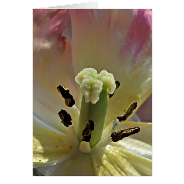 Tout sur le pollen (Devant)