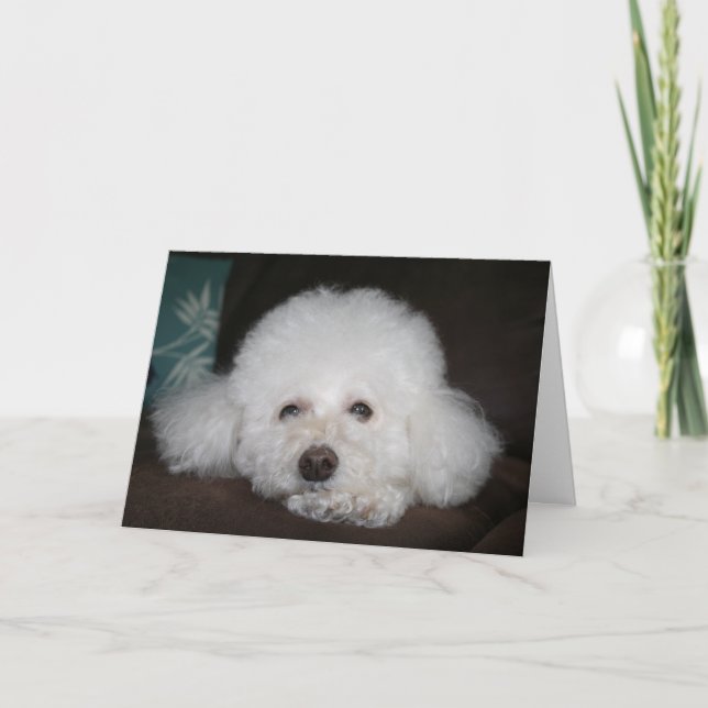 Tout va bien aller Carte Chien (Devant)