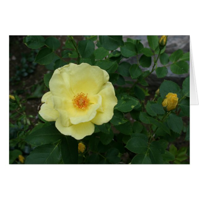 Toute la carte d'occasion (Devant horizontal)