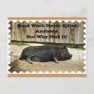 Toute la carte postale d'occasion avec le porc