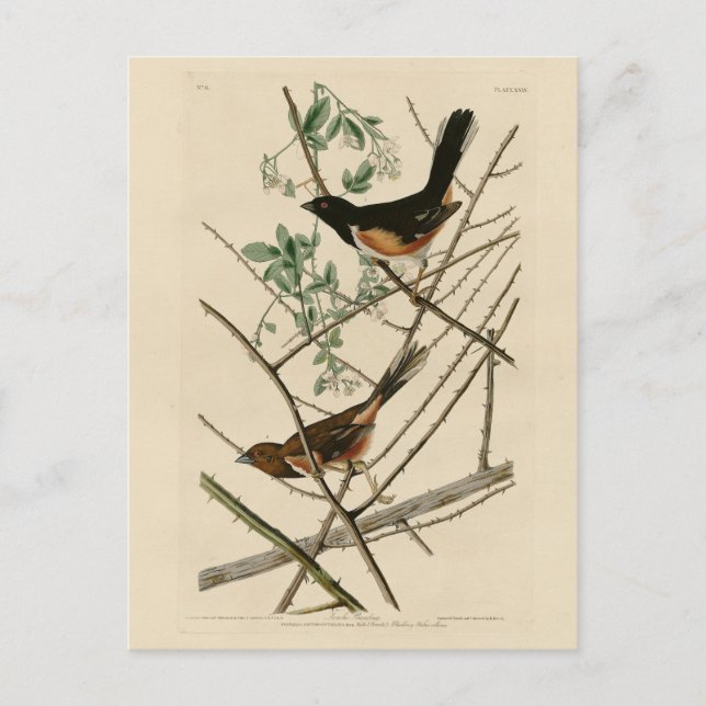 Towee Bunting (Eastern Towee) from Audubon's Birds Postcard (Front)