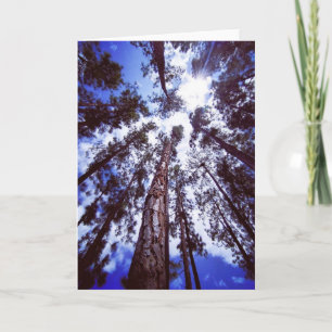 Towering Pines Folded Greeting Card