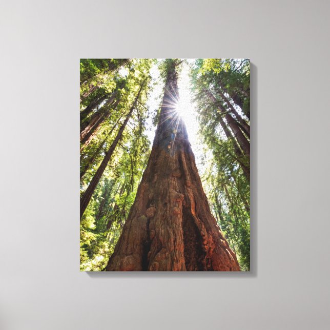 Towering Redwoods Canvas Print (Front)