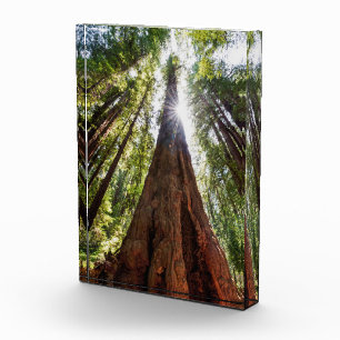 Towering Redwoods Photo Block
