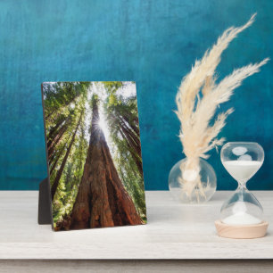 Towering Redwoods Plaque